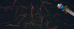 Reconstituted microtubules illuminated on a TIRF microscope.